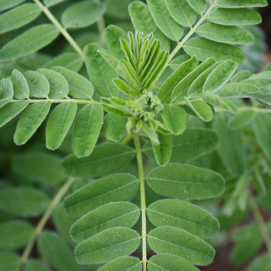 Astragalus Seeds (Astragalus membranaceus)