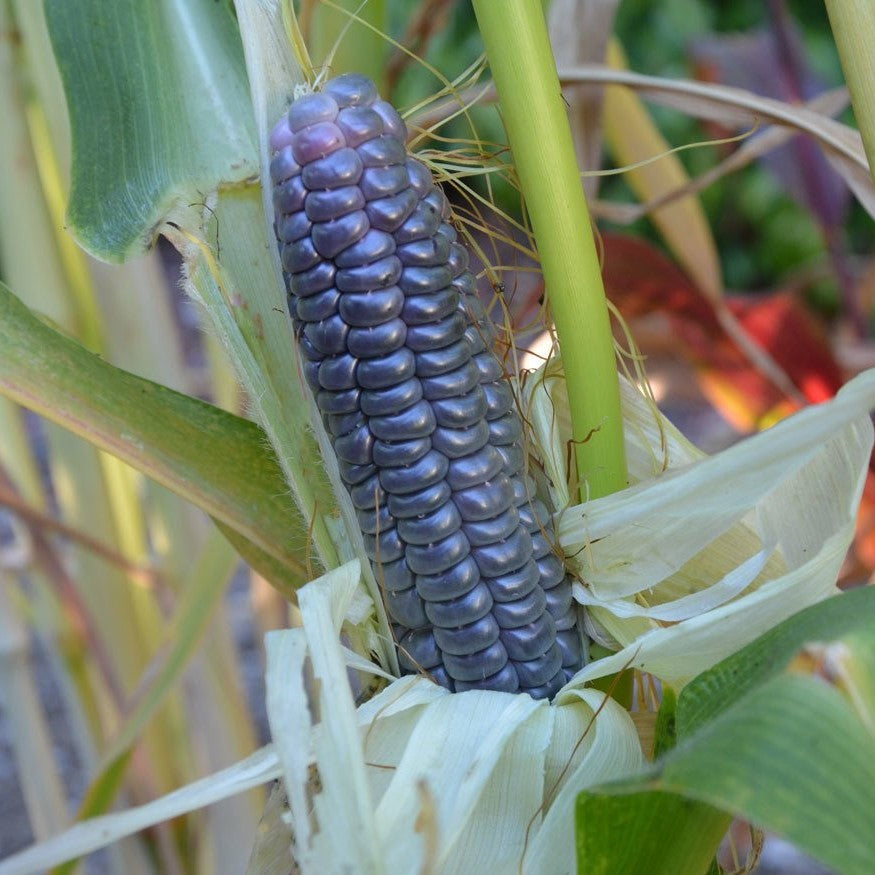 Blue Jade Corn Seeds