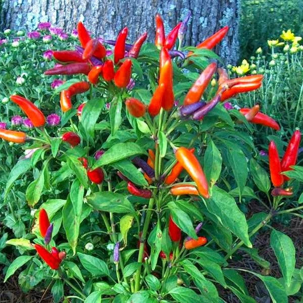 African Bird Pepper Seeds (Capsicum frutescens)