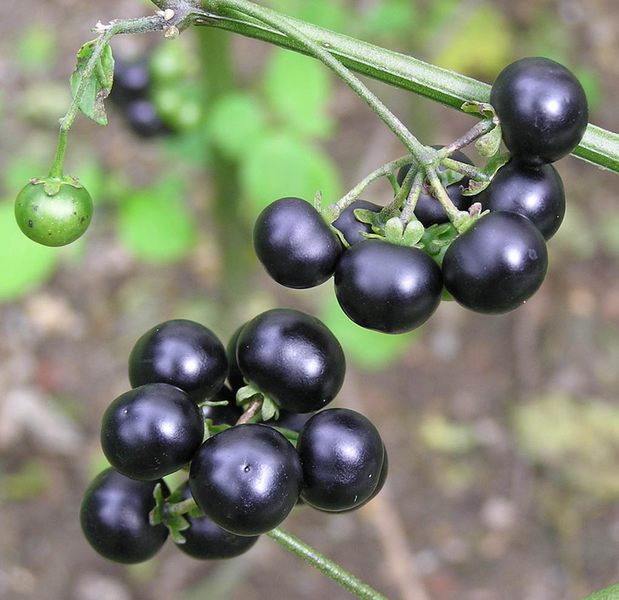 blackberry plant seeds Schwartzenbeeren Blackberry (Solanum nigrum) Seeds