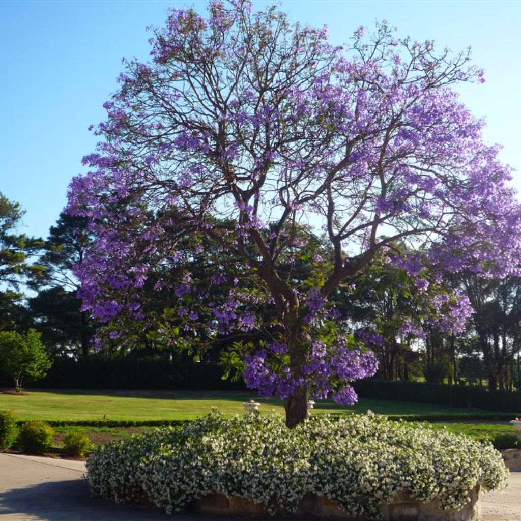 Jacaranda Seeds (Jacaranda mimosifolia)