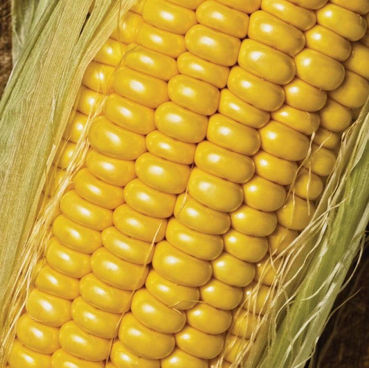 Golden Jubilee Sweet Corn Seeds