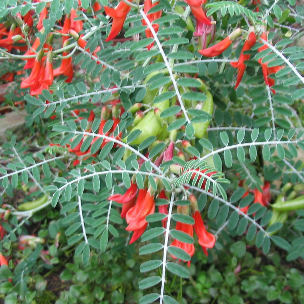 Cancer Bush Seeds (Sutherlandia frutescens)