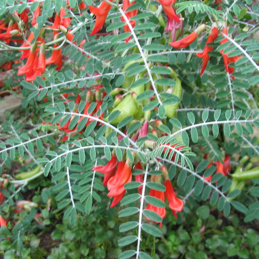 Cancer Bush Seeds (Sutherlandia frutescens)