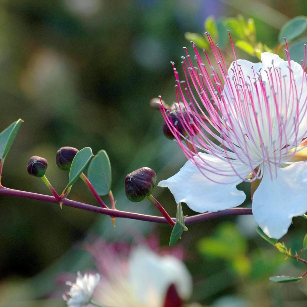 caper plant seeds Caper Bush Seeds (Capparis spinosa inermis)