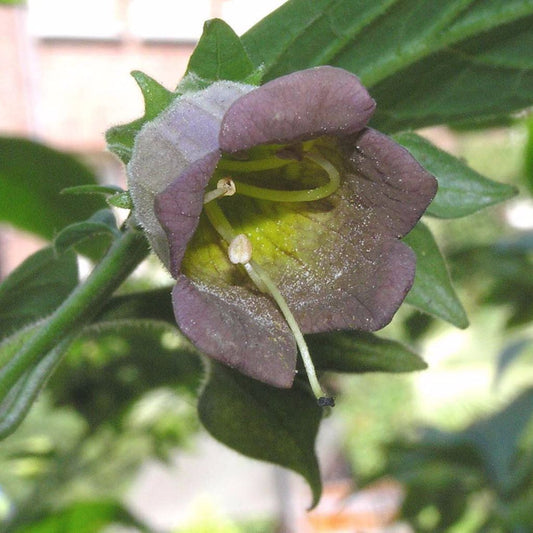Caucasus Belladonna Seeds (Atropa caucasica)