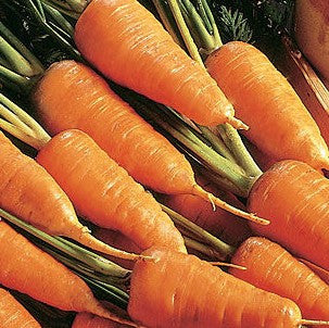 Chantenay Red Core Carrot Seeds