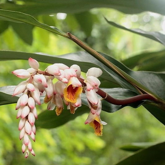 Cinnamon Ginger Seeds (Alpinia nutans) Seeds