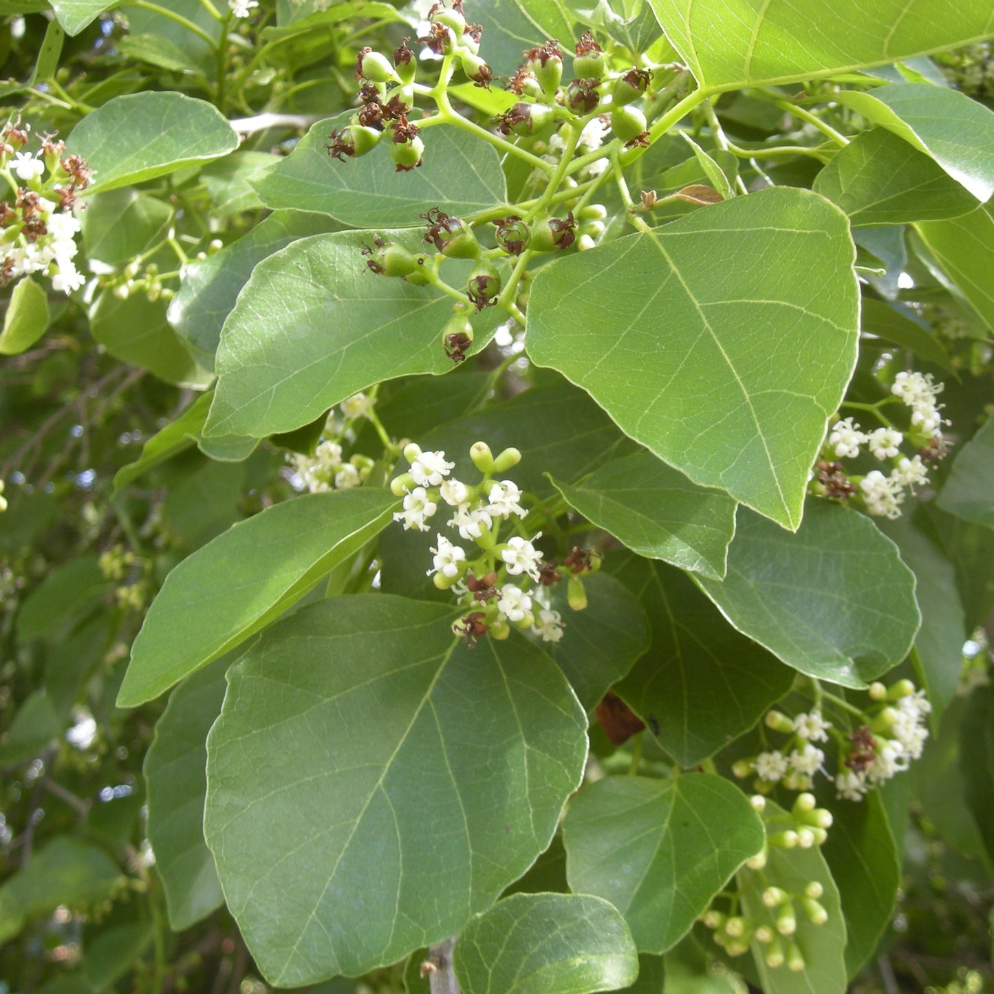 Bird Lime Tree Seeds (Cordia dichotoma)