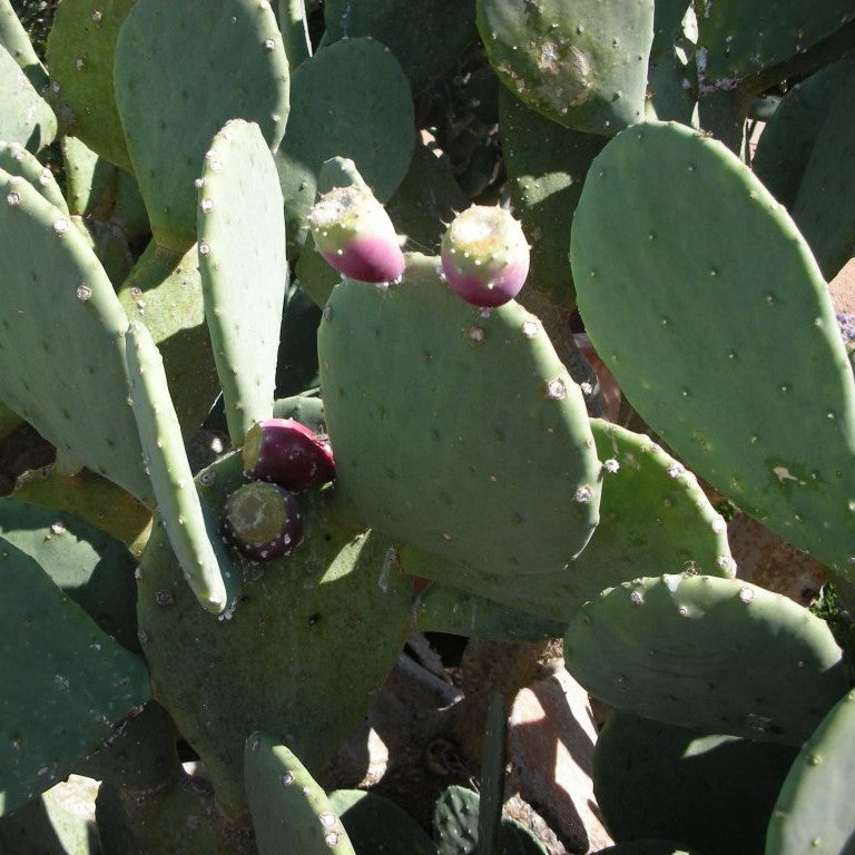 Cactus Opuntia 'Prickly Pear'