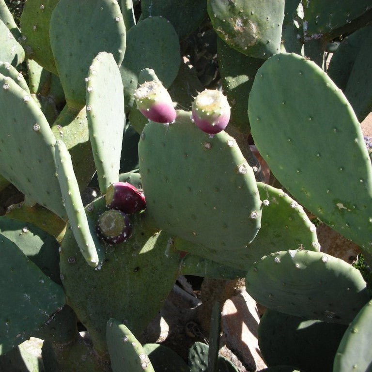 Eastern Prickly Pear Cactus Seeds (Opuntia humifusa)