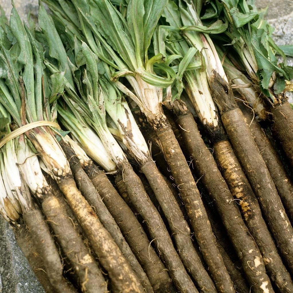 Duplex Russian Giant Scorzonera Seeds