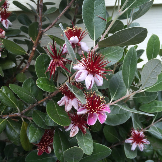 Feijoa Seeds (Feijoa sellowiana)
