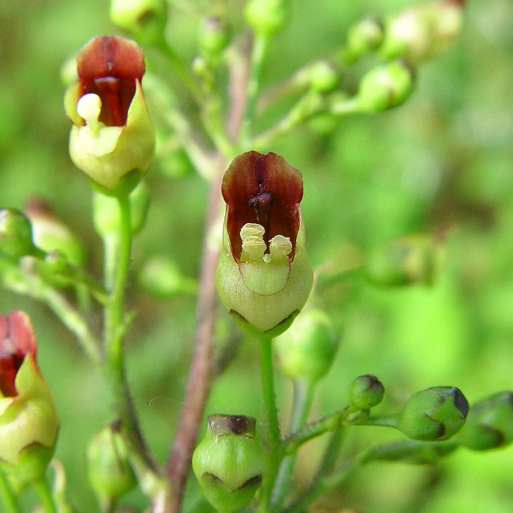 Figwort Seeds (Scrophularia nodosa)