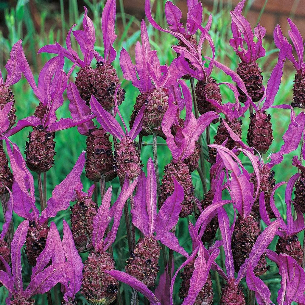 French Lavender Seeds (Lavandula stoechas) – Frozen Seed Capsules™