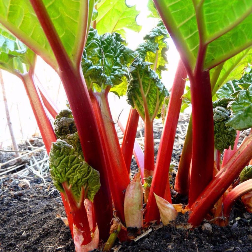 Victoria Rhubarb Seeds (Rheum rhabarbarum)