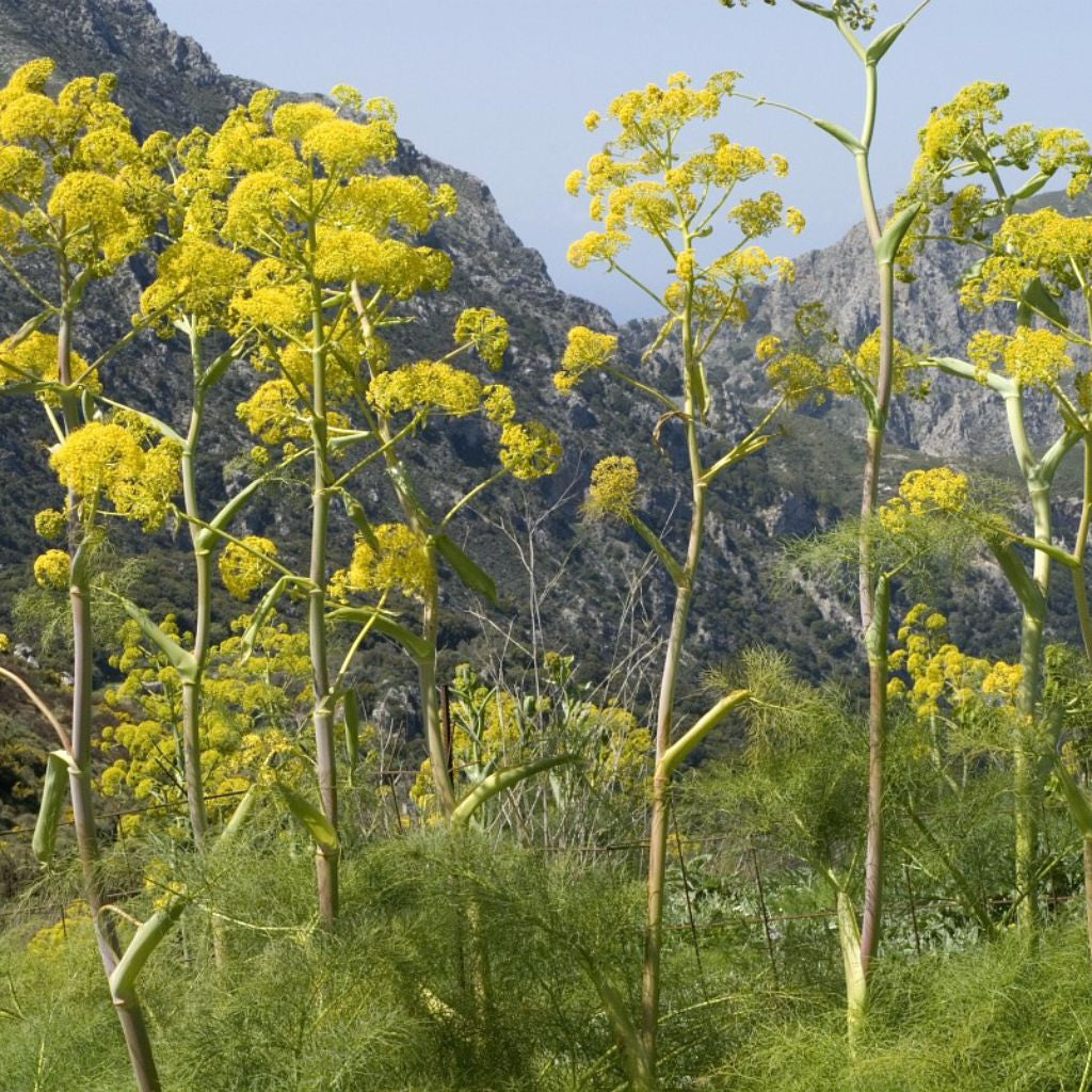 Giant Anise Fennel Seeds (Ferula communis)