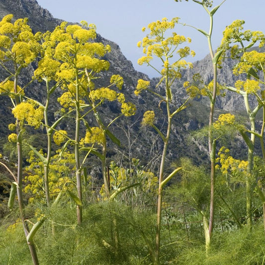 Giant Anise Fennel Seeds (Ferula communis)