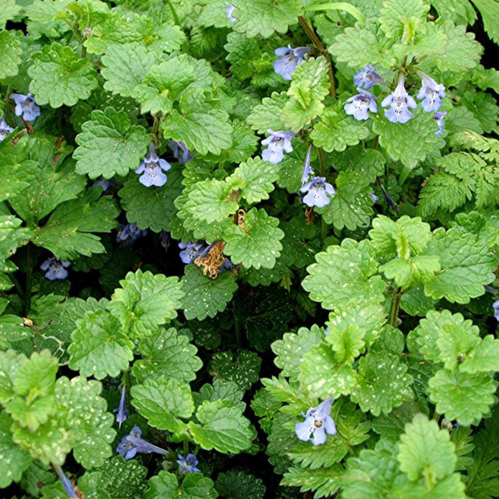 planting ivy seeds Ground Ivy Seeds (Glechoma hederacea) – Frozen Seed Capsules™