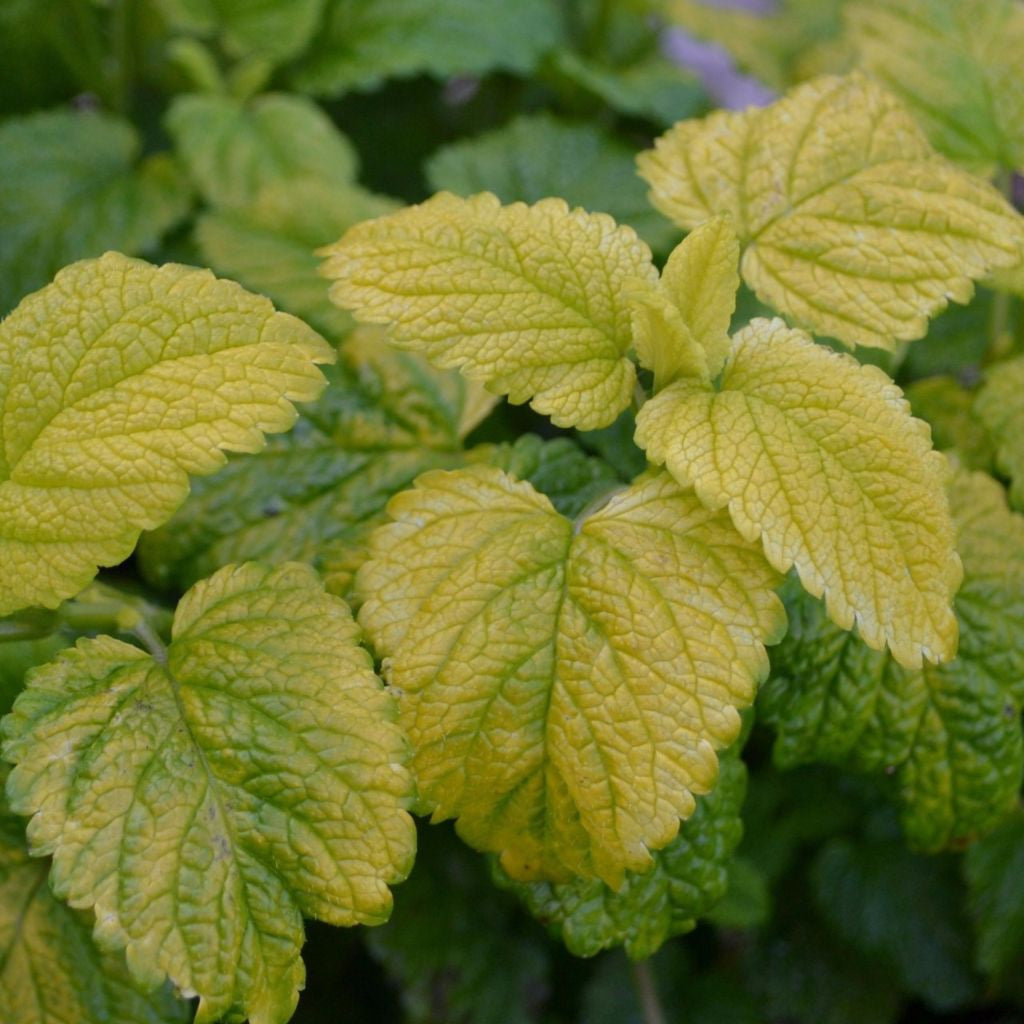 melissa plant seeds Gold Leaf Balm Seeds (Melissa officinalis) – Frozen Seed Capsules™
