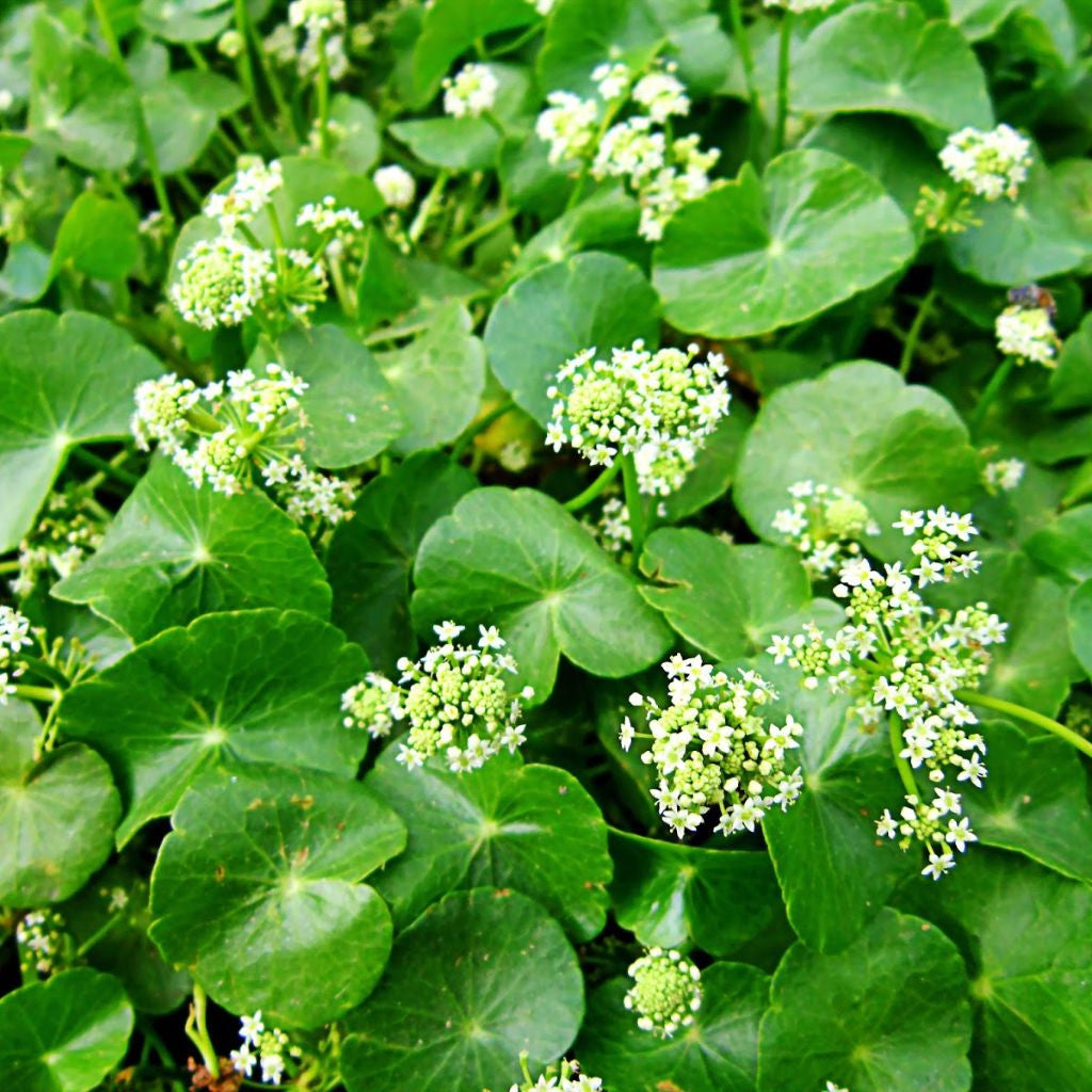 gorintaku plant seeds Gotu Kola Seeds (Centella asiatica) – Frozen Seed Capsules™