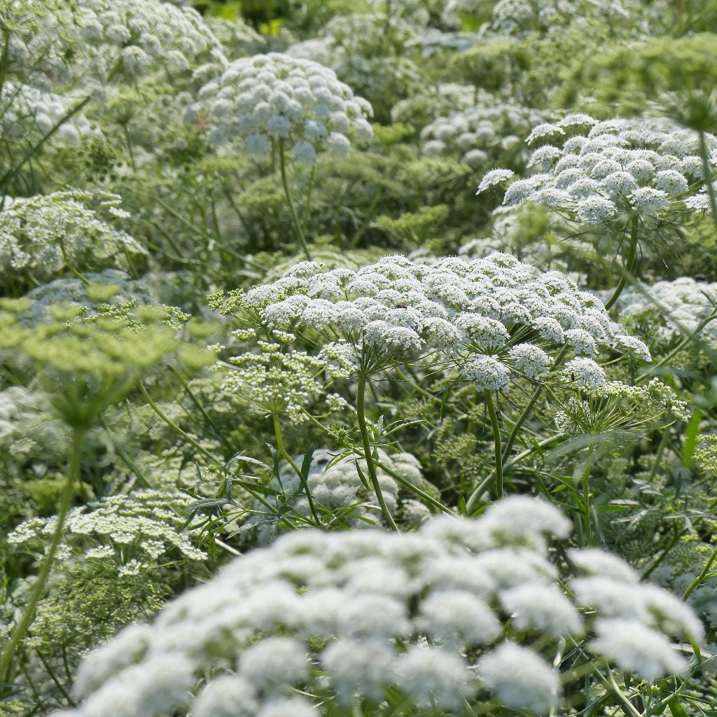 Graceland Laceflower Seeds (Ammi majus)