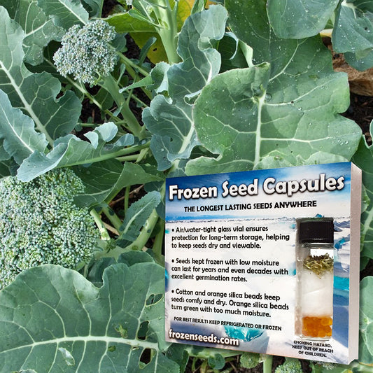 Green Sprouting De Cicco Broccoli Seeds (Brassica oleracea)