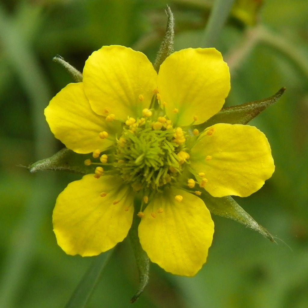 Avens Seeds (Geum urbanum)
