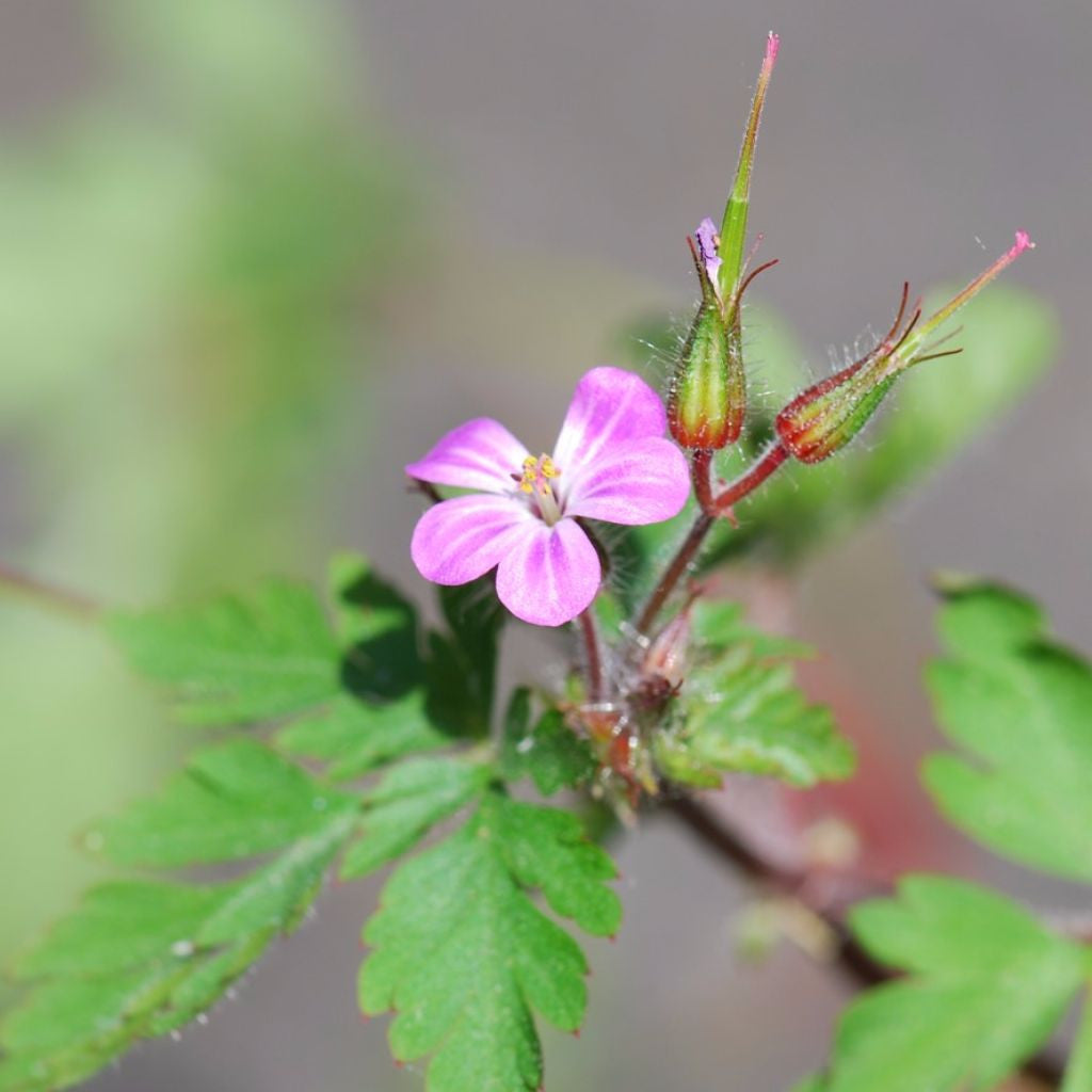 organic geranium seeds Herb Robert Seeds (Geranium robertianum)