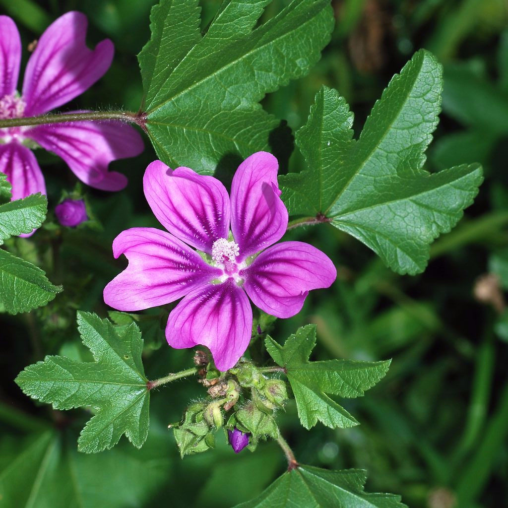High Mallow Seeds (Malva sylvestris) – Frozen Seed Capsules™