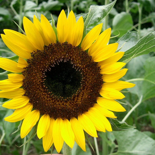 Hopi Black Dye Sunflower Seeds (Helianthus annuus)