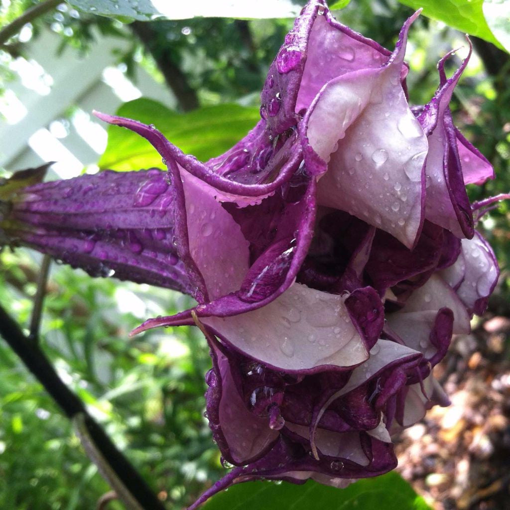 Horn of Plenty Seeds (Datura metel)