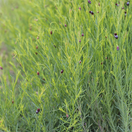 Pepicha Seeds (Porophyllum tagetoides)