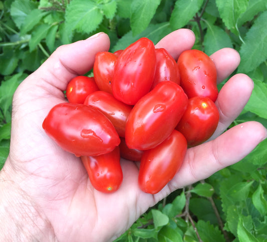 Mini San Marzano Tomato Seeds