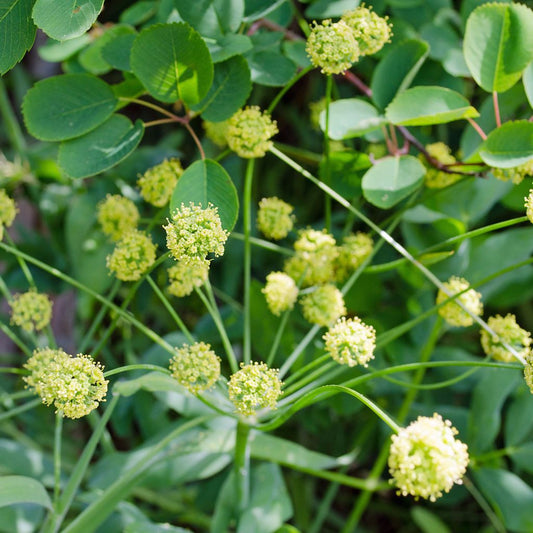 Indian Consumption Plant Seeds (Lomatium dissectum)