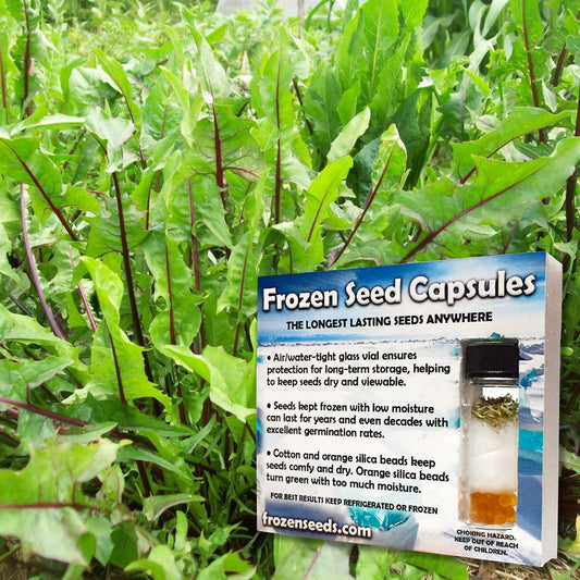 Italian Dandelion Seeds (Cichorium intybus 'Garnet Stem')