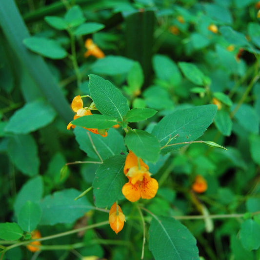 Orange Jewelweed Seeds (Impatiens capensis)