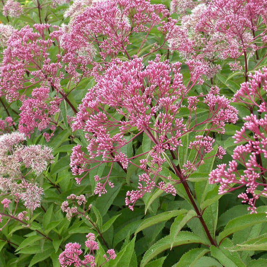 Gravelroot Seeds (Eupatorium purpureum)