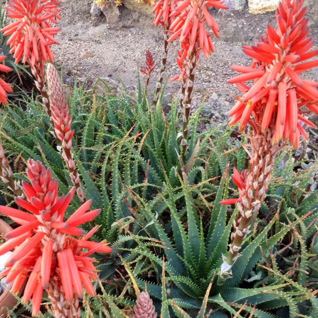 Krantz Aloe Seeds (Aloe arborescens)