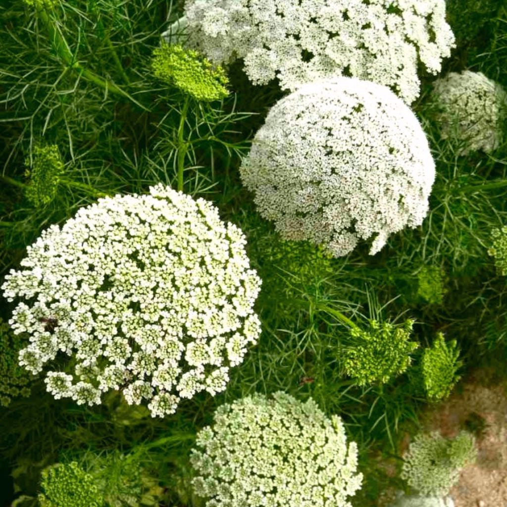 Laceflower Seeds (Ammi majus)