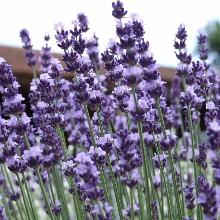 English Lavender Seeds (Lavandula angustifolia vera)