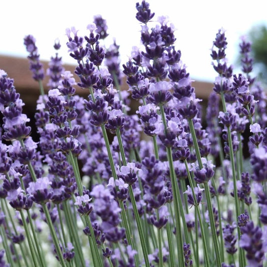 English Lavender Seeds (Lavandula angustifolia vera)