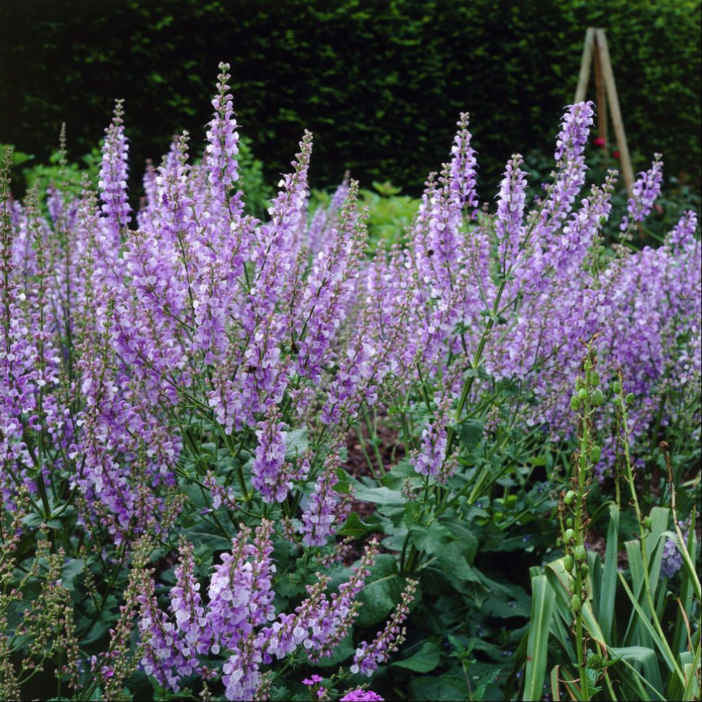 lavender sage seeds Spanish Sage Seeds (Salvia lavandulifolia)