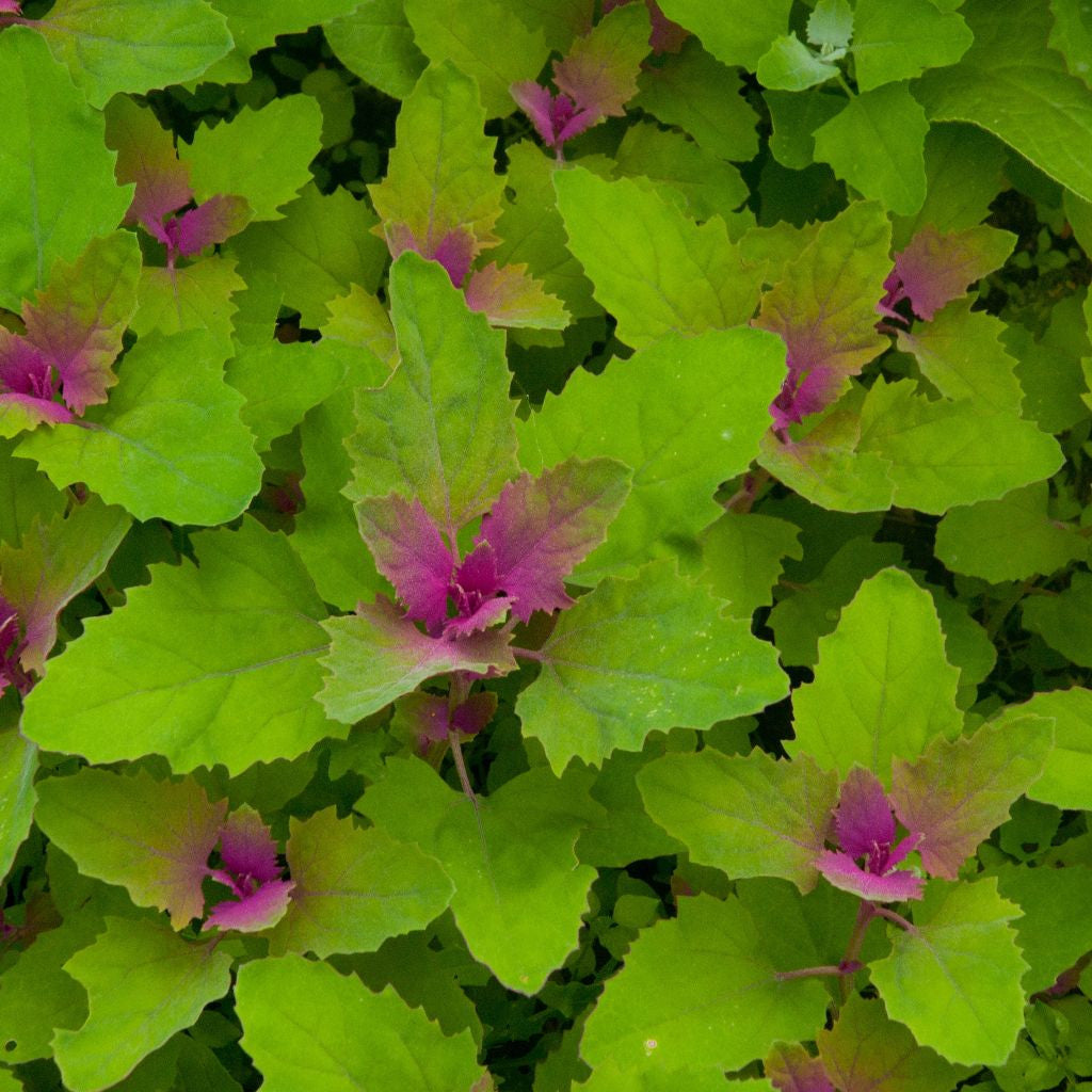 Magentaspreen Tree Spinach Seeds (Chenopodium giganteum)