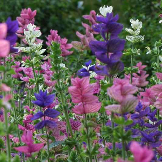 Marble Arch Mix II Salvia Seeds (Salvia viridis)