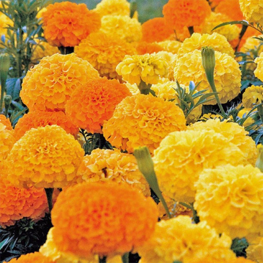 Aztec Marigold Seeds (Tagetes erecta 'Crackerjack')