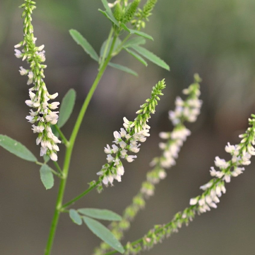 White Sweet Clover Seeds (Melilotus albus)