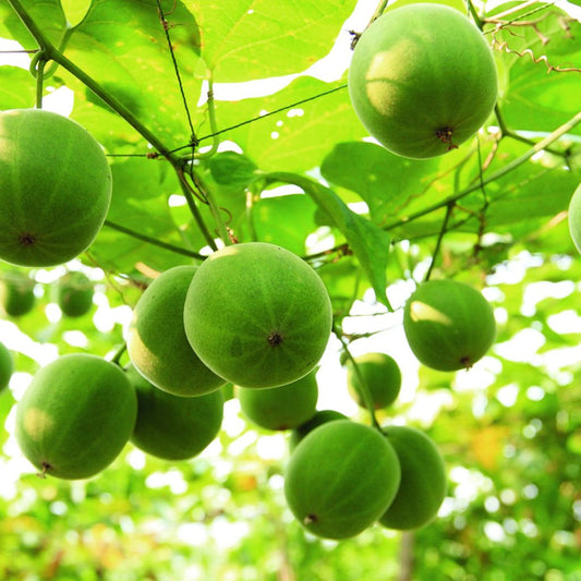 Monksfruit Tree Seeds (Siraitia grosvenorii) [PACKET ONLY]