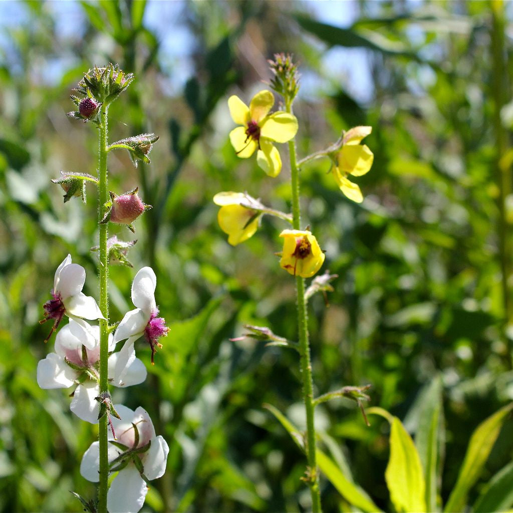 Moth Mullein Seeds (Verbascum blattaria) – Frozen Seed Capsules™
