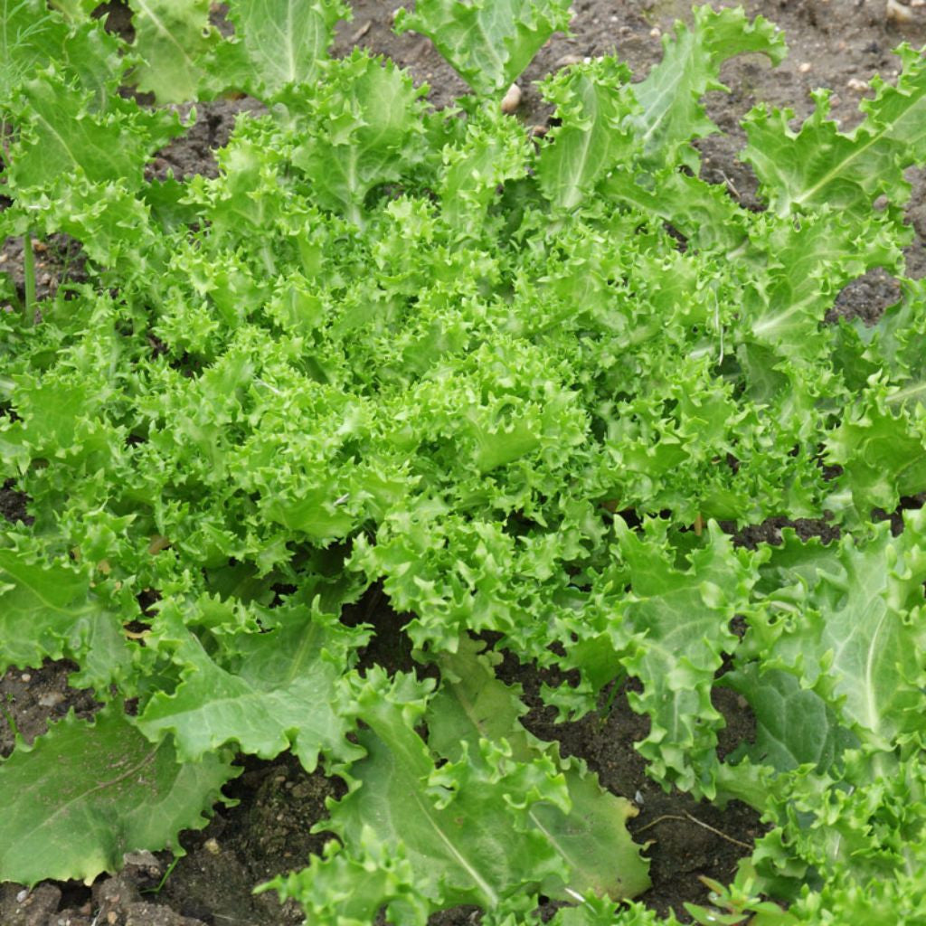 Nina Endive Seeds (Cichorium endiva)